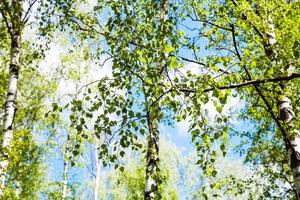 brindille de bouleau avec des feuilles vertes dans la forêt photo