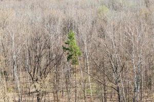 pin vert dans le bosquet de bouleaux au printemps photo