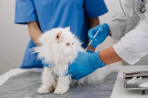 vétérinaire pour traiter les chats malades, maintenir le concept de santé animale, hôpital pour animaux photo