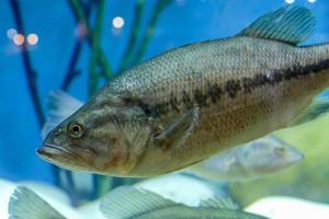 poisson bouchent photo