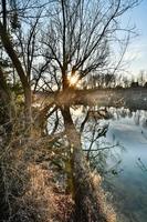 arbres sur le rivage photo