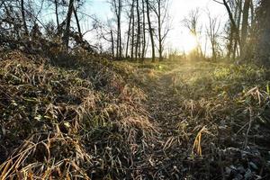 forêt et ciel photo