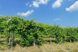 vignoble avec ciel bleu photo