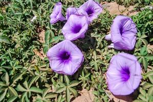 pétunias violets au sol photo