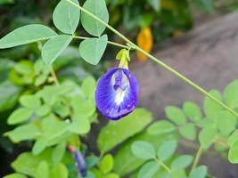 fleur de pois papillon macro pois bleu, bluebellvine, pois cordofan, clitoria ternatea avec des feuilles vertes isolées sur fond flou. dans un tir lumineux tôt le matin.t photo