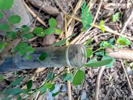 bouteilles de sirop utilisées enfoncées dans le sol avec de l'herbe verte entre les bouteilles. photo