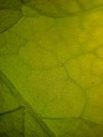texture macro de feuilles de bougainvilliers vertes, adaptée au fond d'écran. photo