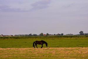 cheval dans le champ photo