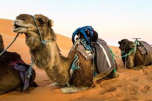 chameaux au sol photo