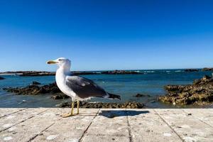 mouette sur bois photo