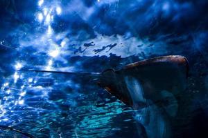 vue sous-marine de raie photo
