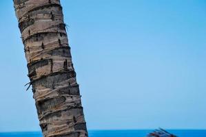 tronc d'arbre et ciel photo