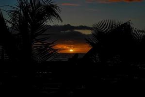 palmiers et coucher de soleil photo