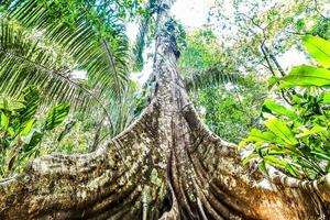 grand tronc d'arbre photo