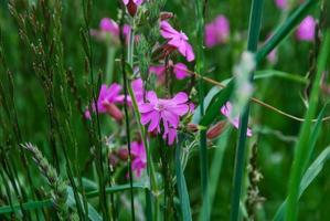 fleurs roses gros plan photo