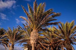palmiers naturels photo