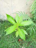 plante de fleur de henné d'eau avec fond d'herbe verte. photo