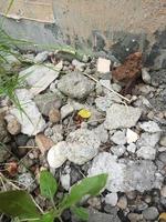 fragments de chauve-souris, démolition de fissures dans les murs de maisons ou d'immeubles de grande hauteur. débris de construction du tremblement de terre. photo