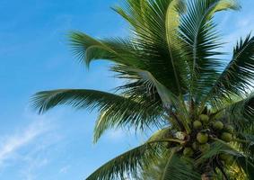 arbre de noix de coco avec un beau ciel pour les vacances d'été photo