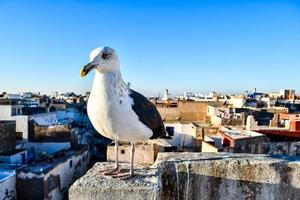 mouette au maroc photo