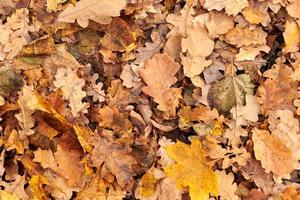 feuilles d'automne, vue de dessus photo