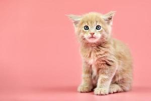 chaton crème maine coon photo