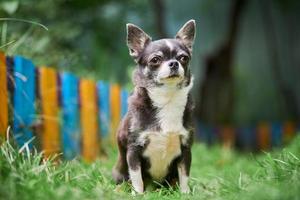 chiot chihuahua, petit chien dans le jardin photo