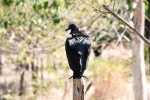 corbeau sur un poteau photo