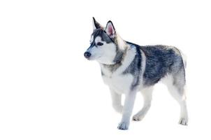 petit chien husky sibérien, isolé. entraînement de course de chiens de traîneau par temps de neige froide. chien de race fort, mignon et rapide pour le travail d'équipe avec traîneau. photo