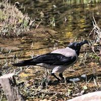 une vue d'un corbeau mantelé photo