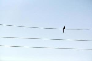 un seul oiseau sur fil photo