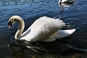 une vue d'un cygne muet photo