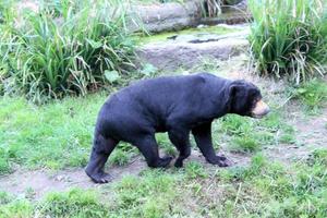 une vue d'un ours photo