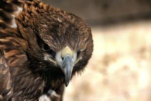 une vue d'un aigle royal photo