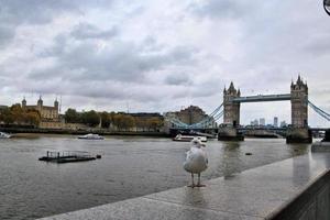 une vue sur la tamise montrant le pont de la tour photo