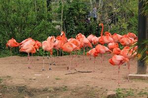 une vue d'un flamant rose photo