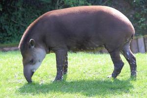 vue d'un tapir photo