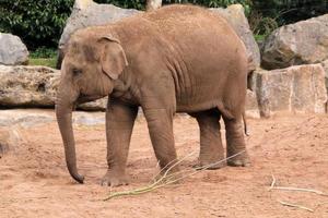 une vue d'un éléphant photo