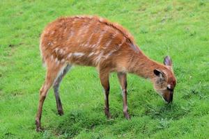 vue d'un cerf photo