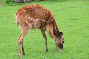 vue d'un cerf photo