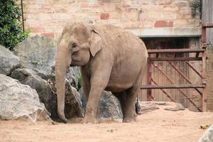 une vue d'un éléphant photo