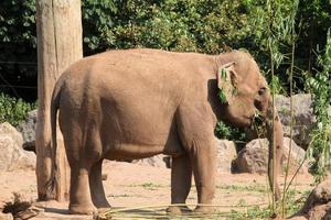 une vue d'un éléphant photo