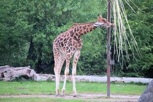 une vue d'une girafe photo