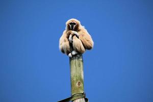 une vue d'un gibbon photo