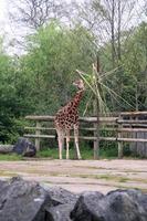 une vue d'une girafe photo