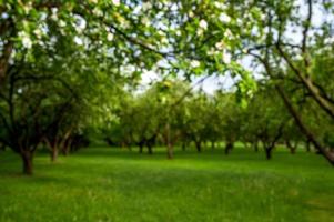 image défocalisée des arbres dans le parc, bannière de printemps avec place pour le texte. photo