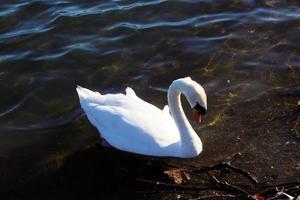 une vue d'un cygne muet photo