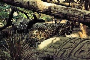 une vue d'un jaguar photo