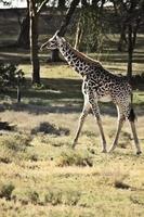 une vue d'une girafe photo