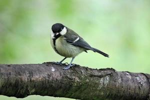 une vue d'une mésange charbonnière photo